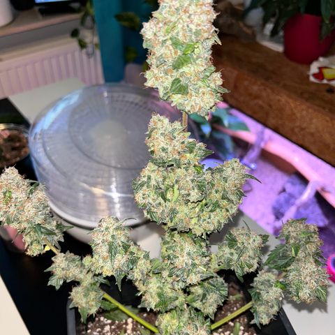 Super Skunk Automatic growlog timeline photo