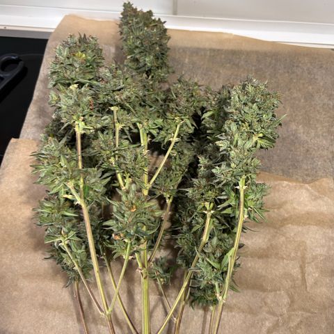 Sensi Amnesia XXL Automatic growlog timeline photo