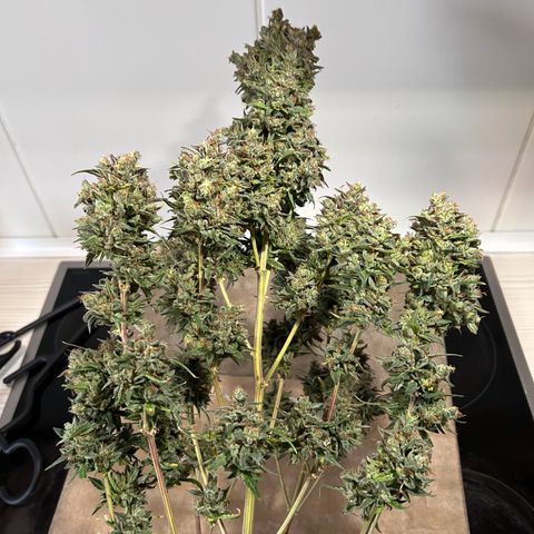 Sensi Amnesia XXL Automatic growlog timeline photo