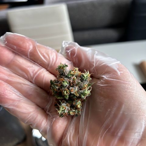 Sensi Amnesia XXL Automatic growlog photo: Vor vier Tagen versehentlich ein stk von der Blüte abgeschnitten. 