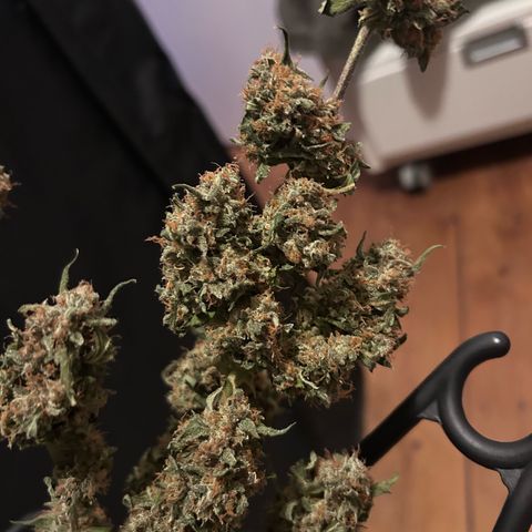 Super Skunk Automatic growlog timeline photo