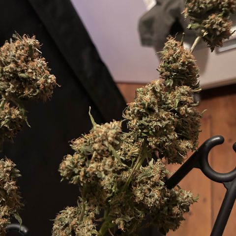 Super Skunk Automatic growlog timeline photo