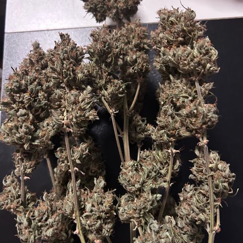 Sensi Amnesia XXL Automatic growlog timeline photo