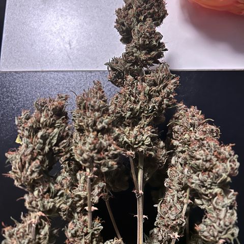Sensi Amnesia XXL Automatic growlog timeline photo