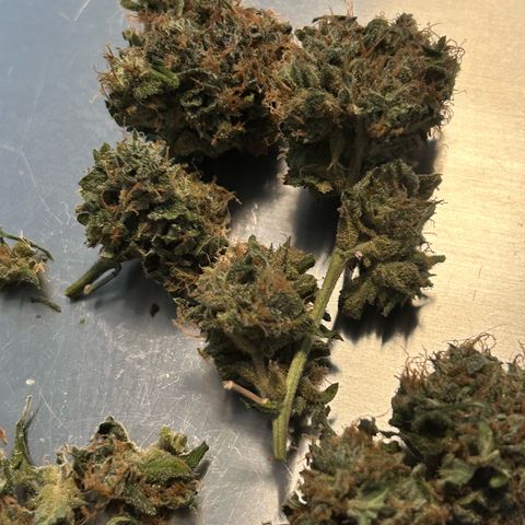 Super Skunk Automatic growlog timeline photo