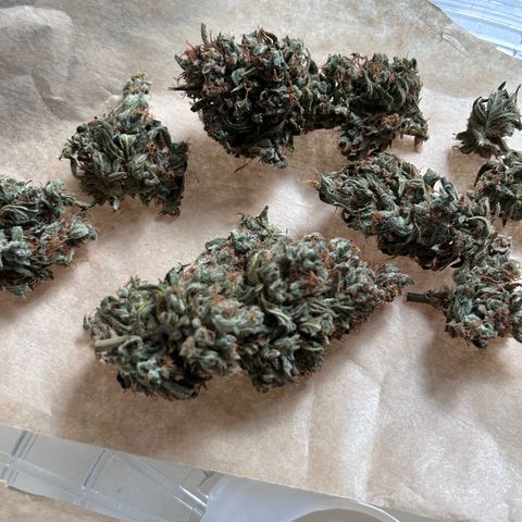 Sensi Amnesia XXL Automatic growlog timeline photo