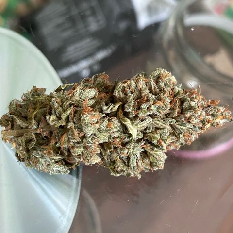Sensi Amnesia XXL Automatic growlog timeline photo