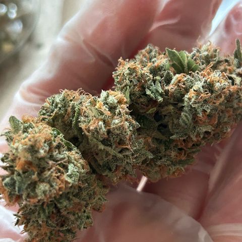 Super Skunk Automatic growlog timeline photo