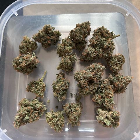 Super Skunk Automatic growlog timeline photo