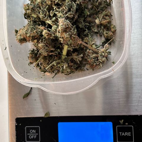 Super Skunk Automatic growlog timeline photo