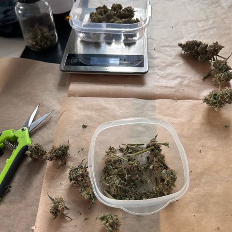 Super Skunk Automatic growlog timeline photo