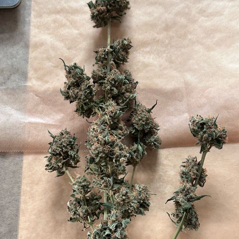 Super Skunk Automatic growlog timeline photo