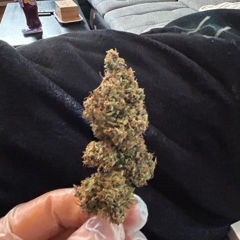 Super Skunk Automatic growlog timeline photo