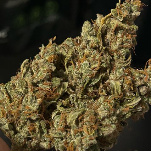 Sensi Amnesia XXL Automatic growlog timeline photo
