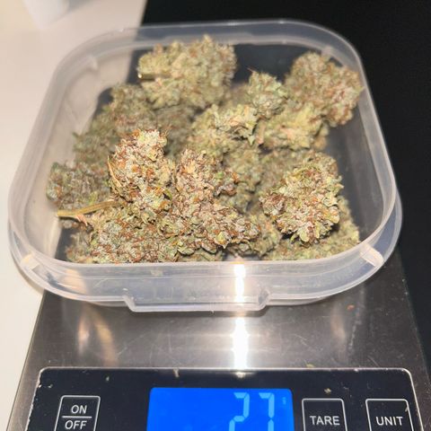 Sensi Amnesia XXL Automatic growlog timeline photo