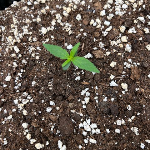 Orion growlog timeline photo