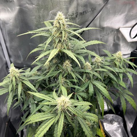 Orion growlog timeline photo