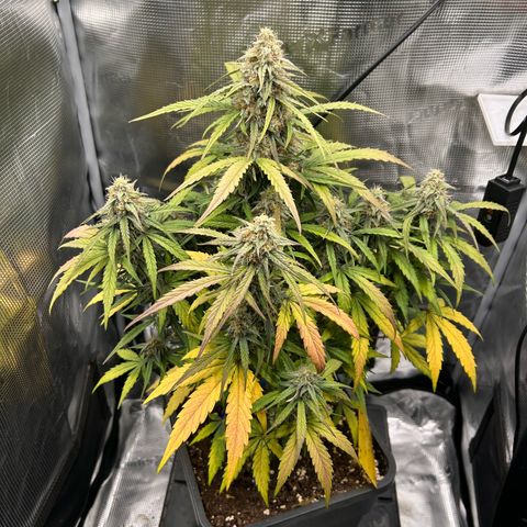Orion growlog timeline photo