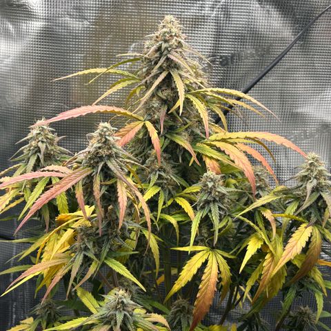 Orion growlog timeline photo