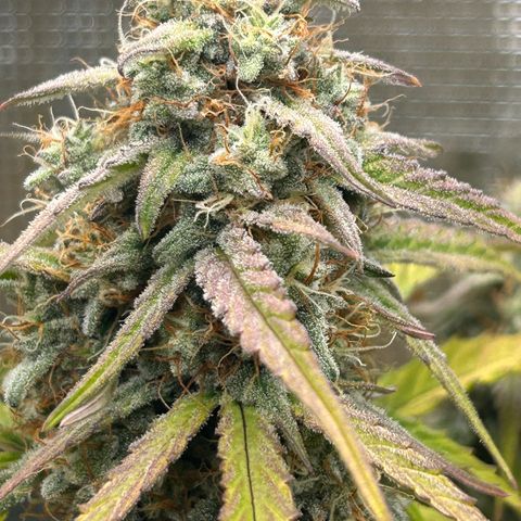 Orion growlog timeline photo
