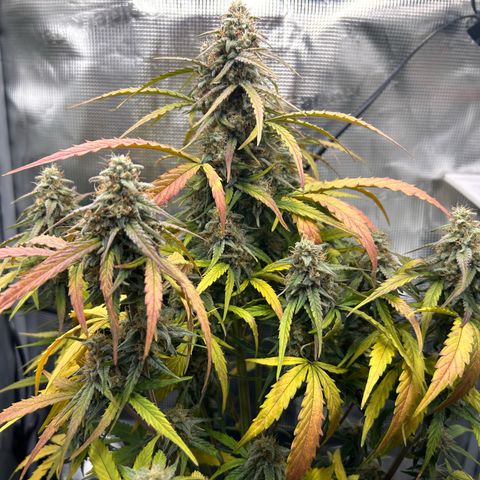 Orion growlog timeline photo
