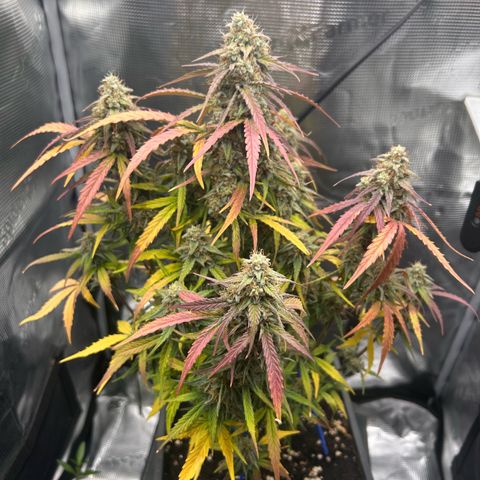 Orion growlog timeline photo