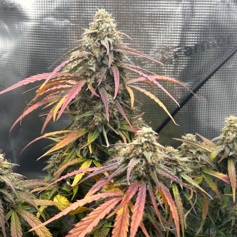 Orion growlog timeline photo