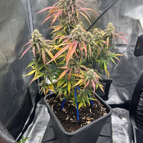 Orion growlog timeline photo