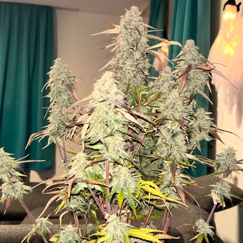 Orion growlog timeline photo