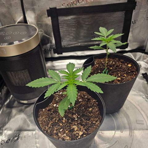 Durban Poison #1 growlog timeline photo
