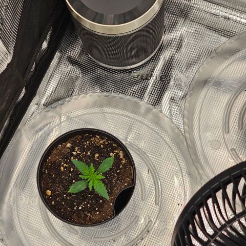 Durban Poison #1 growlog timeline photo