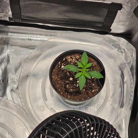 Durban Poison #1 growlog timeline photo