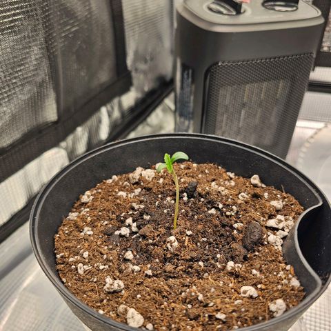 Durban Poison #1 growlog timeline photo