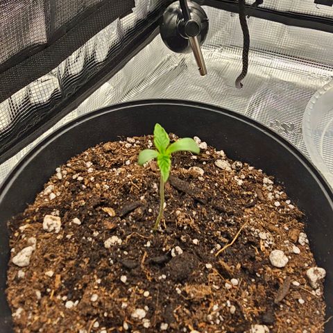 Durban Poison #1 growlog timeline photo