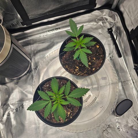 Durban Poison #1 growlog timeline photo