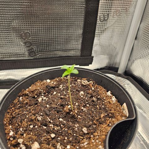 Durban Poison #1 growlog timeline photo