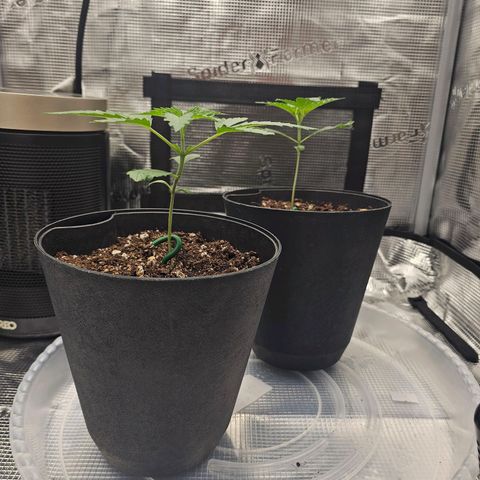 Durban Poison #1 growlog timeline photo