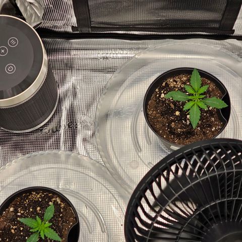 Durban Poison #1 growlog timeline photo
