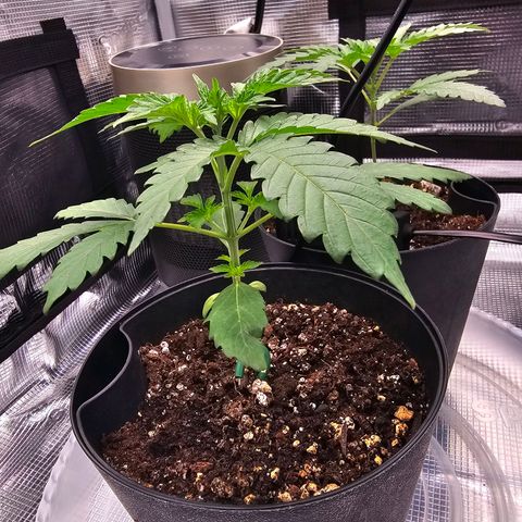 Durban Poison #1 growlog timeline photo