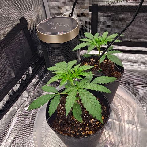 Durban Poison #1 growlog timeline photo