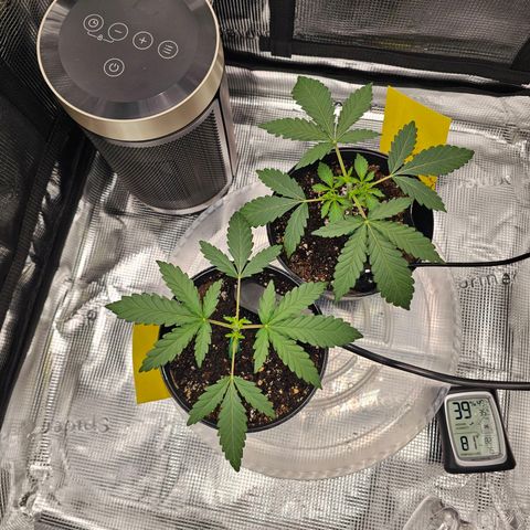 Durban Poison #1 growlog timeline photo