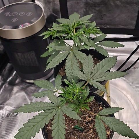 Durban Poison #1 growlog timeline photo