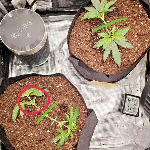 Durban Poison #1 growlog timeline photo