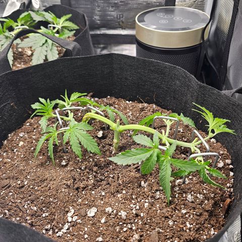 Durban Poison #1 growlog photo: Before and After