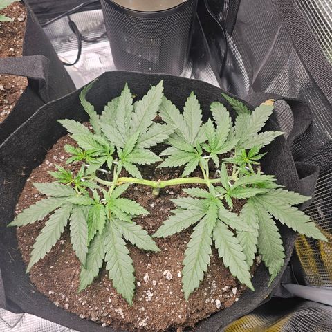 Durban Poison #1 growlog photo: Before and After