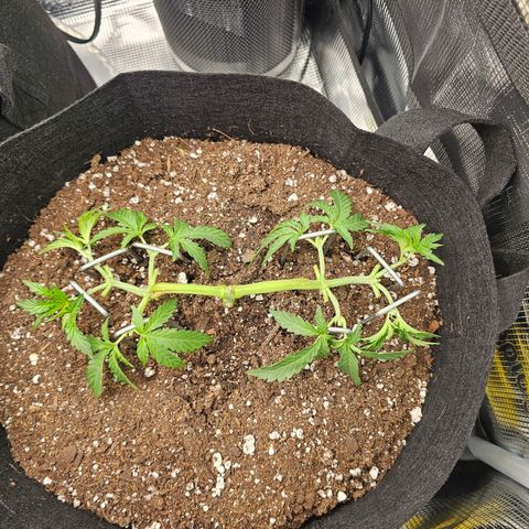Durban Poison #1 growlog photo: Before and After