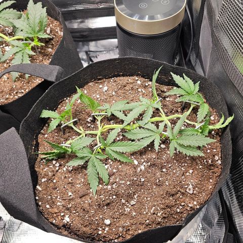 Durban Poison #1 growlog timeline photo