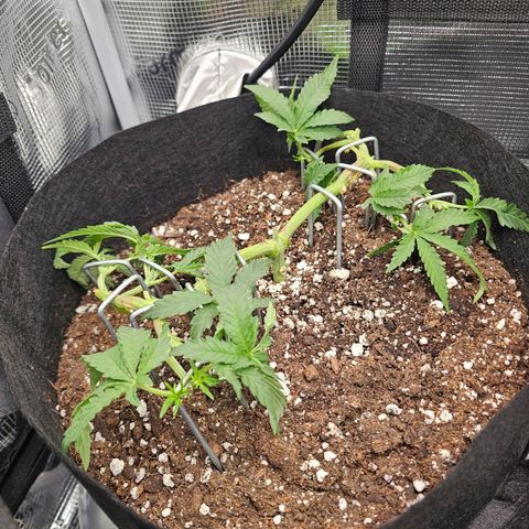 Durban Poison #1 growlog timeline photo