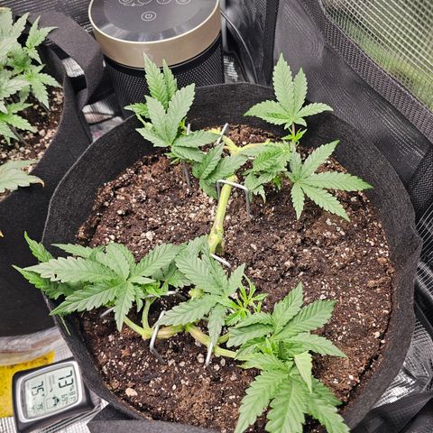 Durban Poison #1 growlog timeline photo