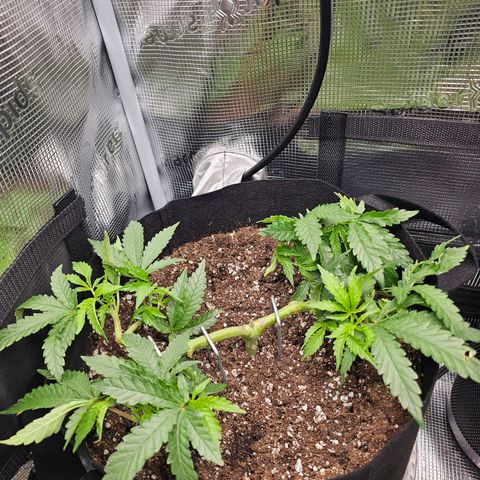 Durban Poison #1 growlog timeline photo